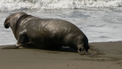 PICTURES/Elephant Seals on Cambria Beach/t_P1050257.JPG